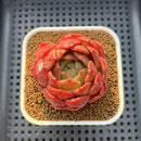 Echeveria 'My Boo' 2"-3" Succulent Plant Cutting