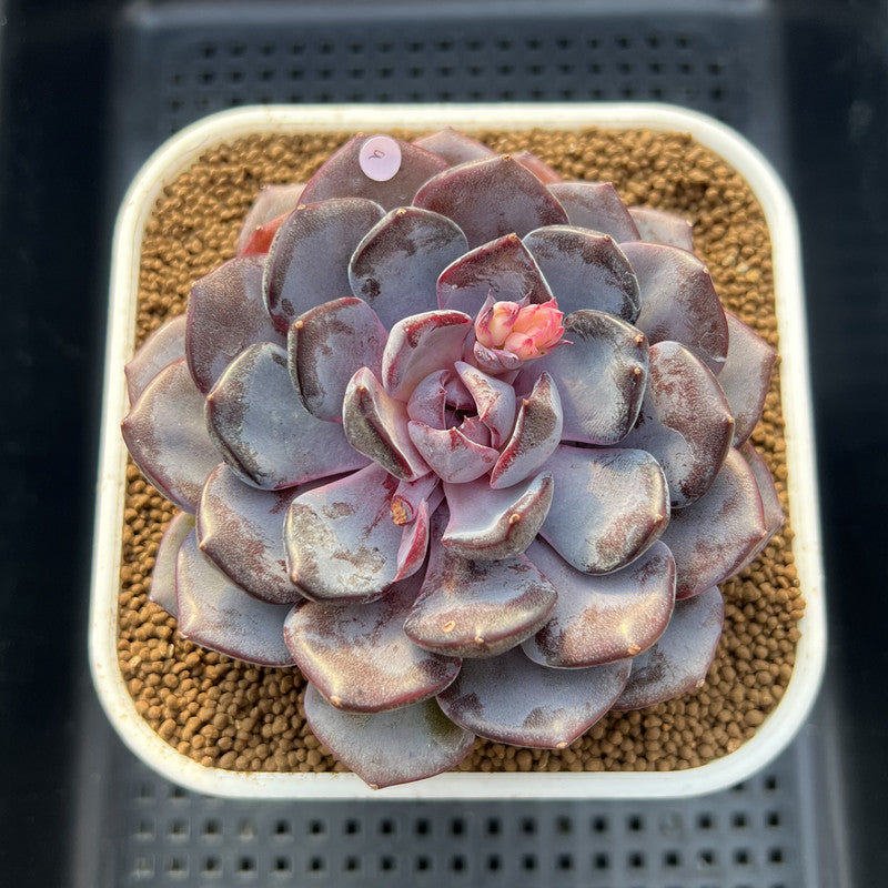 Echeveria 'Arabian Night' 3" Succulent Plant Cutting