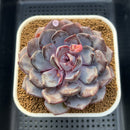 Echeveria 'Arabian Night' 3" Succulent Plant Cutting