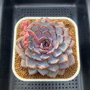 Echeveria 'Arabian Night' 3" Succulent Plant Cutting