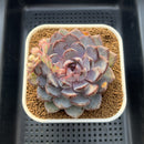 Echeveria 'Arabian Night' 3" Succulent Plant Cutting