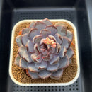 Echeveria 'Arabian Night' 3" Succulent Plant Cutting
