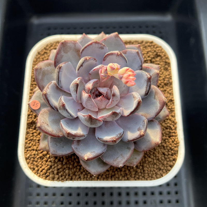 Echeveria 'Arabian Night' 3" Succulent Plant Cutting