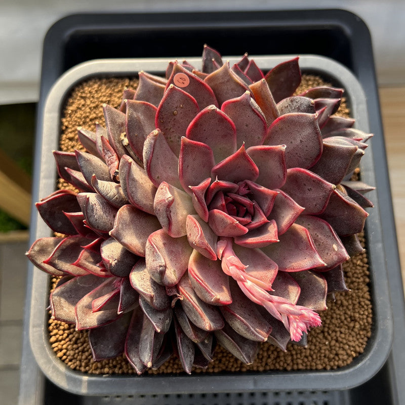 Echeveria 'Gorilla Monster' 5"-6" Extra Large Cluster Succulent Plant Cutting