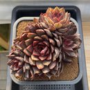 Echeveria 'Gorilla Monster' 5"-6" Extra Large Cluster Succulent Plant Cutting