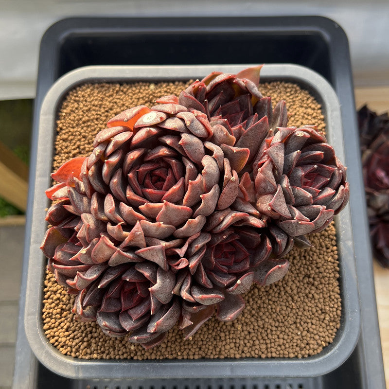 Echeveria 'Gorilla Monster' 5"-6" Extra Large Cluster Succulent Plant Cutting