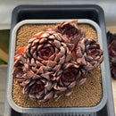 Echeveria 'Gorilla Monster' 5"-6" Extra Large Cluster Succulent Plant Cutting