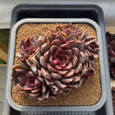 Echeveria 'Gorilla Monster' 5"-6" Extra Large Cluster Succulent Plant Cutting