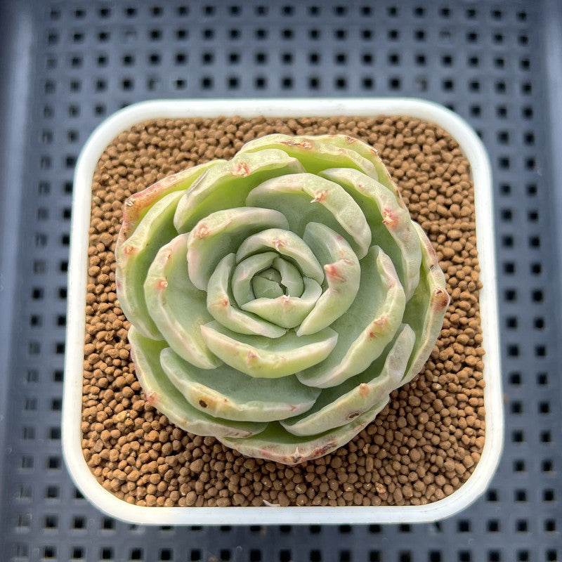 Echeveria 'Green Lake' Variegated 2" Succulent Plant Cutting