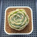 Echeveria 'Green Lake' Variegated 2" Succulent Plant Cutting
