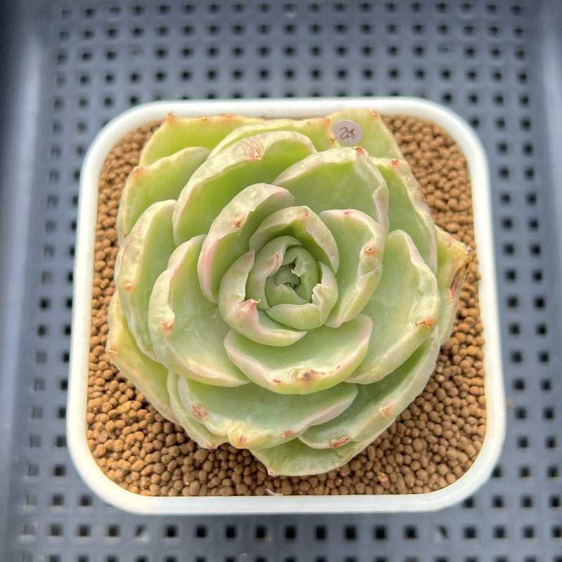 Echeveria 'Green Lake' Variegated 2" Succulent Plant Cutting