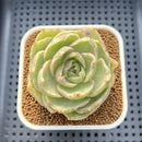 Echeveria 'Green Lake' Variegated 2" Succulent Plant Cutting