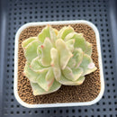 Echeveria 'Green Lake' Variegated 2" Succulent Plant Cutting