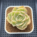 Echeveria 'Green Lake' Variegated 2" Succulent Plant Cutting