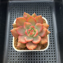 Echeveria Agavoides 'Chimera' Variegated 3" Succulent Plant Cutting