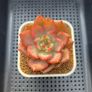 Echeveria Agavoides 'Chimera' Variegated 3" Succulent Plant Cutting