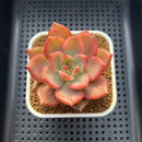 Echeveria Agavoides 'Chimera' Variegated 3" Succulent Plant Cutting