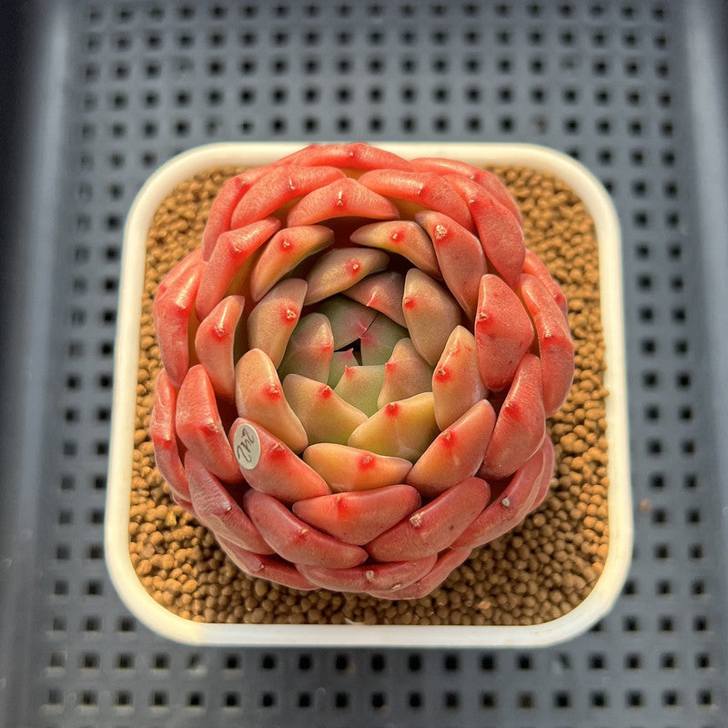 Echeveria 'Diamond Lover' 3" Succulent Plant Cutting