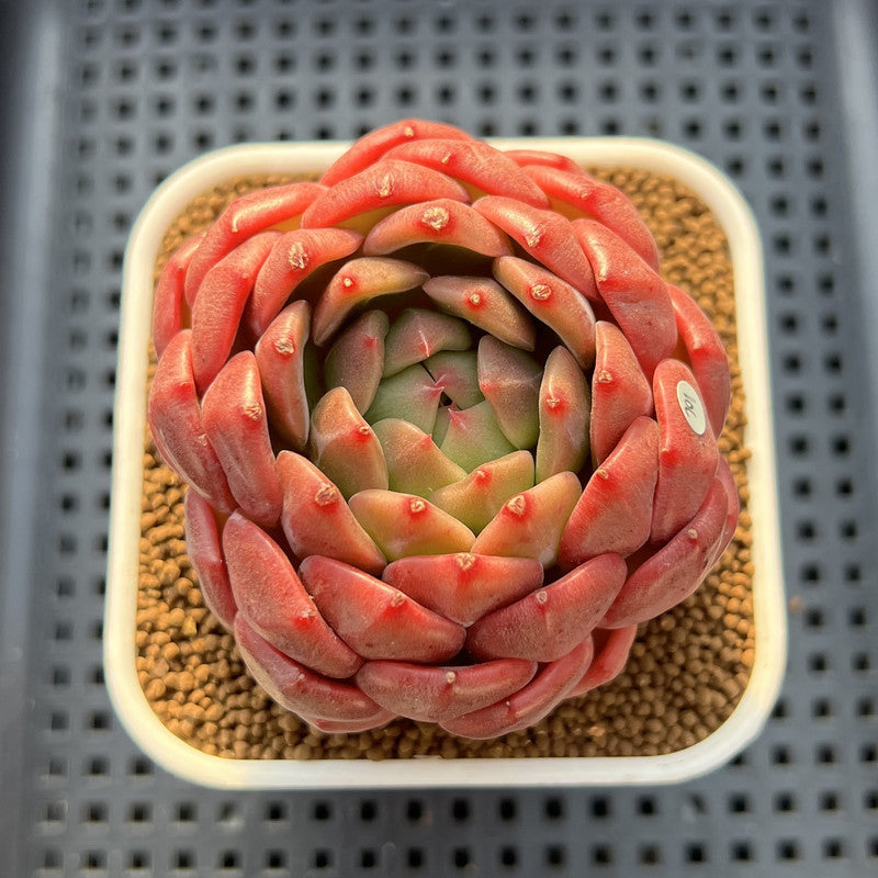Echeveria 'Diamond Lover' 3" Succulent Plant Cutting