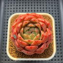 Echeveria 'Diamond Lover' 3" Succulent Plant Cutting