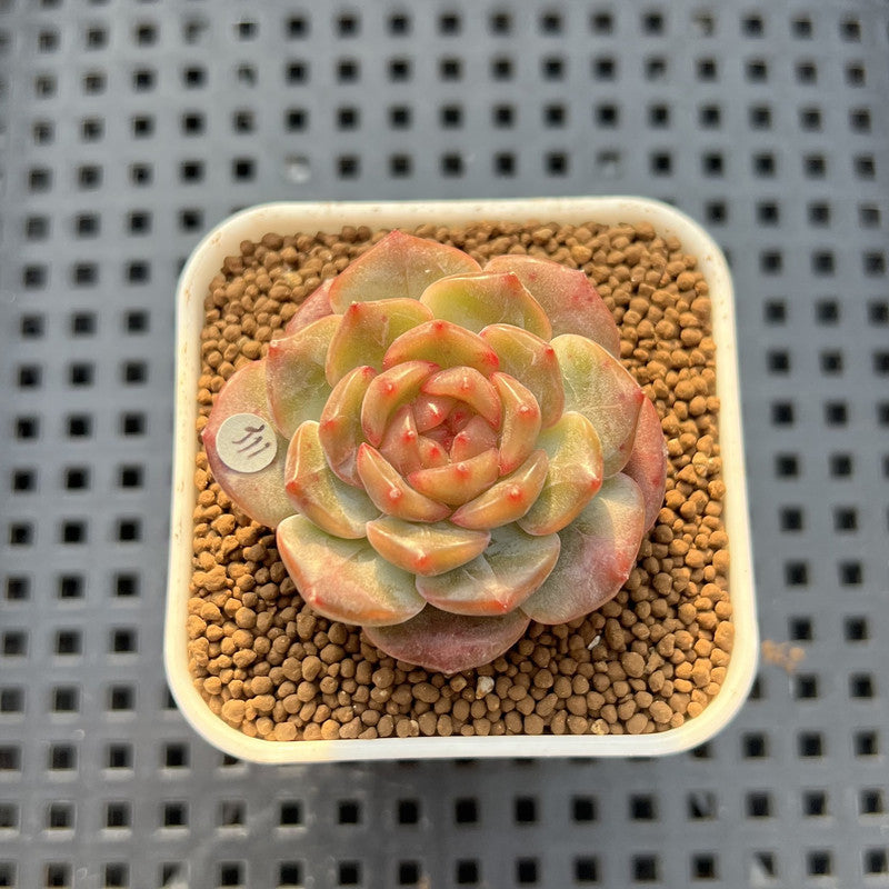 Echeveria 'Annie Rain' 1" Succulent Plant Cutting