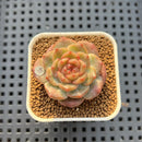 Echeveria 'Annie Rain' 1" Succulent Plant Cutting