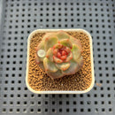 Echeveria 'Annie Rain' 1" Succulent Plant Cutting