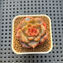 Echeveria 'Annie Rain' 1" Succulent Plant Cutting