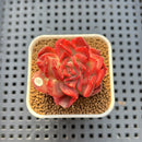 Echeveria 'Hannah' Variegated 1" Succulent Plant Cutting