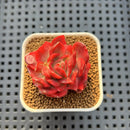 Echeveria 'Hannah' Variegated 1" Succulent Plant Cutting