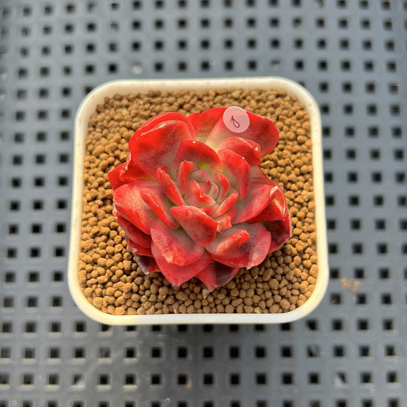 Echeveria 'Hannah' Variegated 1" Succulent Plant Cutting