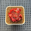 Echeveria 'Hannah' Variegated 1" Succulent Plant Cutting