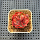 Echeveria 'Hannah' Variegated 1" Succulent Plant Cutting