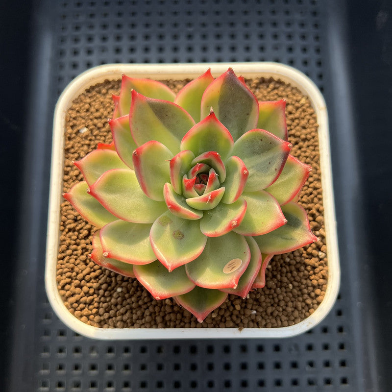 Echeveria Agavoides 'Peach Blossom' Variegated 2"-3" Succulent Plant Cutting