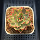 Echeveria Agavoides 'Peach Blossom' Variegated 2"-3" Succulent Plant Cutting
