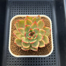 Echeveria Agavoides 'Peach Blossom' Variegated 2"-3" Succulent Plant Cutting
