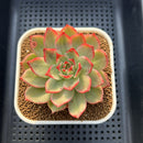 Echeveria Agavoides 'Peach Blossom' Variegated 2"-3" Succulent Plant Cutting
