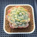 Echeveria 'Puffed Skirt' 2" Succulent Plant Cutting