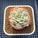 Echeveria 'Puffed Skirt' 2" Succulent Plant Cutting