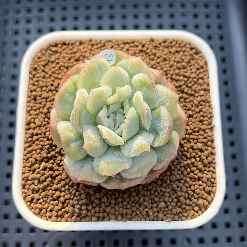 Echeveria 'Puffed Skirt' 2" Succulent Plant Cutting