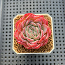 Echeveria 'Snow Melon' 2" Succulent Plant Cutting