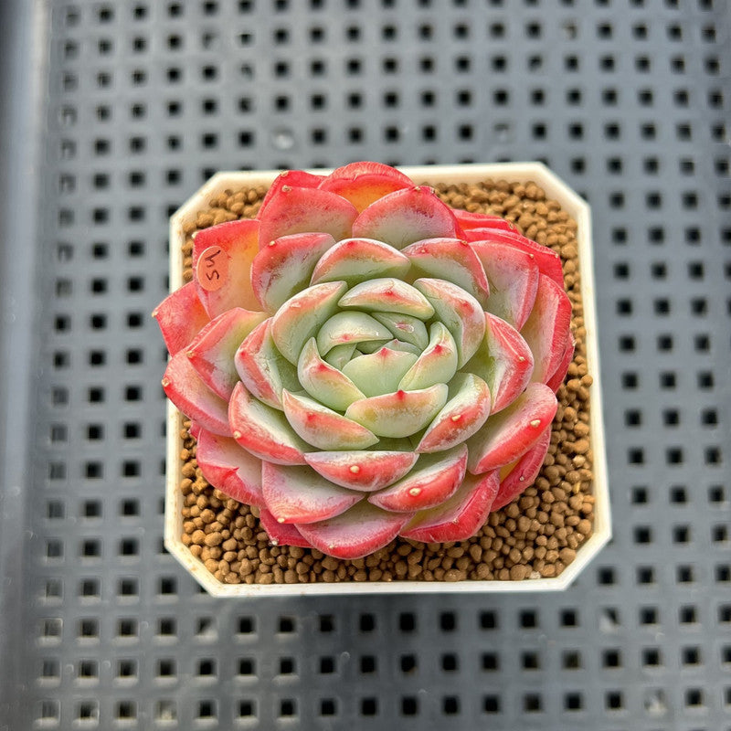 Echeveria 'Snow Melon' 2" Succulent Plant Cutting