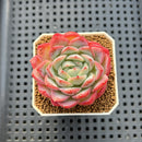 Echeveria 'Snow Melon' 2" Succulent Plant Cutting