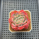 Echeveria 'Snow Melon' 2" Succulent Plant Cutting