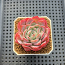 Echeveria 'Snow Melon' 2" Succulent Plant Cutting