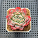 Echeveria 'Snow Melon' 2" Succulent Plant Cutting