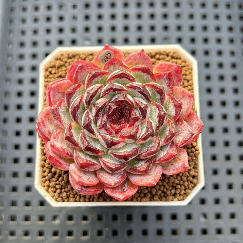 Echeveria 'Sunflower Treasure' 2" Succulent Plant Cutting