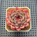 Echeveria 'Sunflower Treasure' 2" Succulent Plant Cutting
