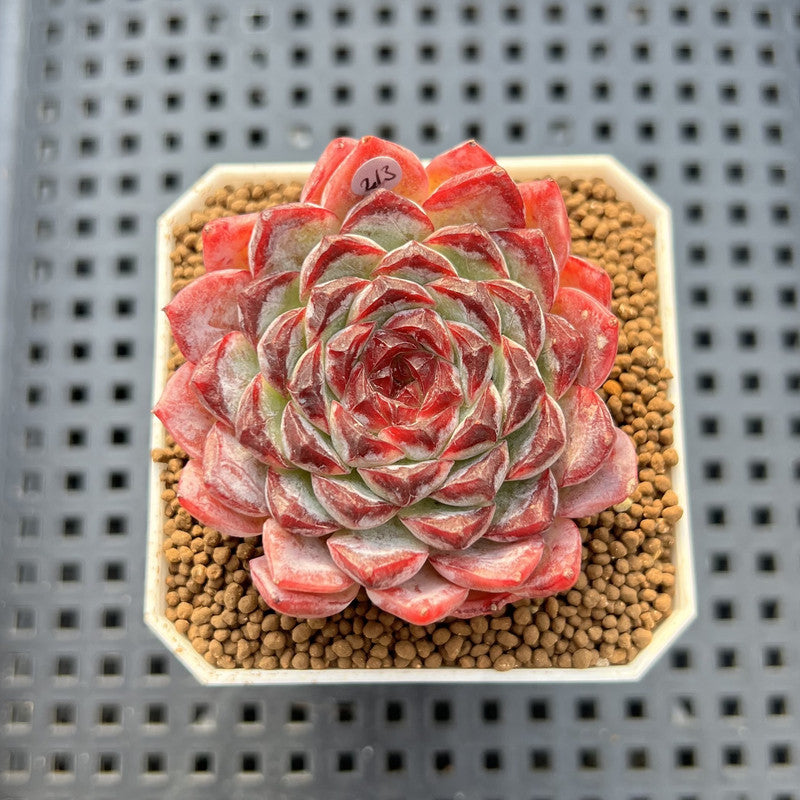 Echeveria 'Sunflower Treasure' 2" Succulent Plant Cutting