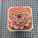 Echeveria 'Sunflower Treasure' 2" Succulent Plant Cutting